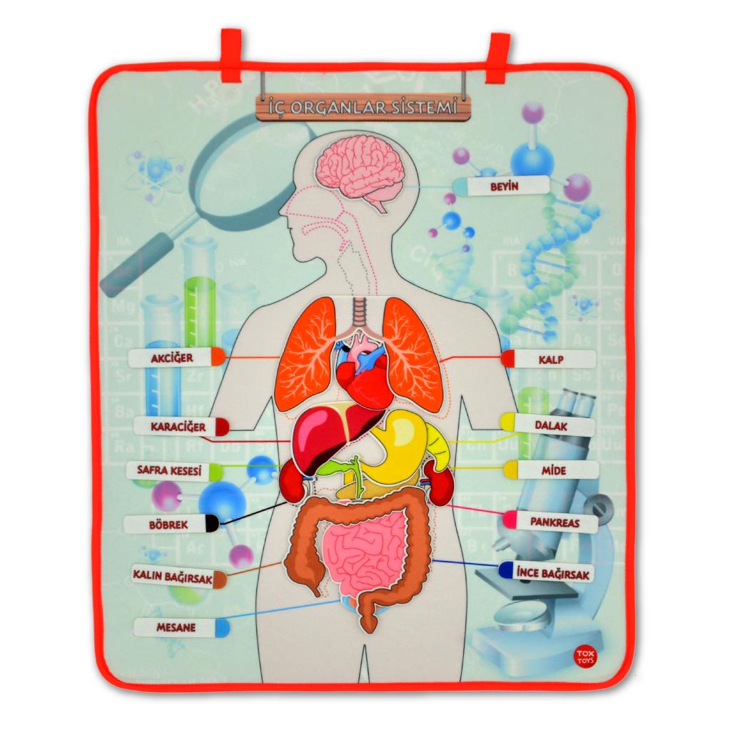 4 Sets - 151 Pieces Skeleton, Internal Organs System, Calendar and Learning Numbers Felt Velcro Wall Boards, Educational Toys