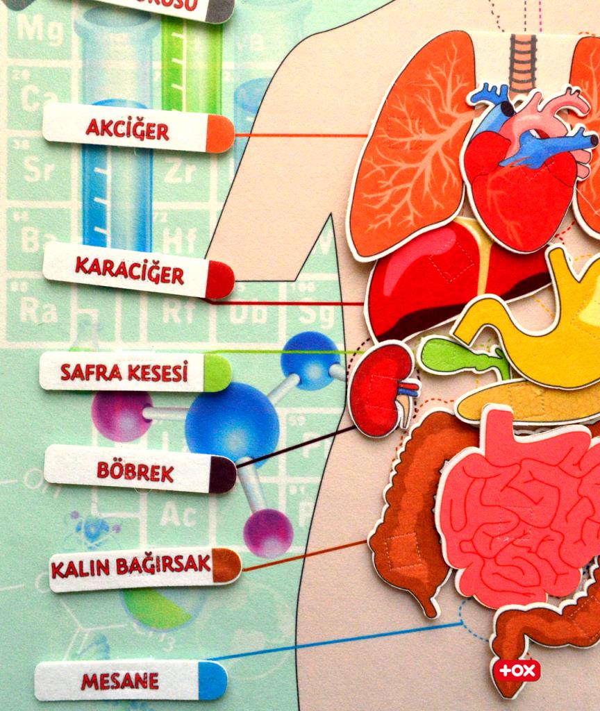 2 Sets - 69 Pieces Learning Internal Organs and Calendar Felt Velcro Wall Boards , Educational Toys