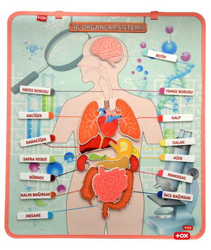 Internal Organs System Felt Wall Board , Educational Toy