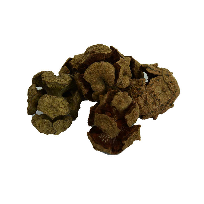 Cypress Cones Natural 100 Gr Package