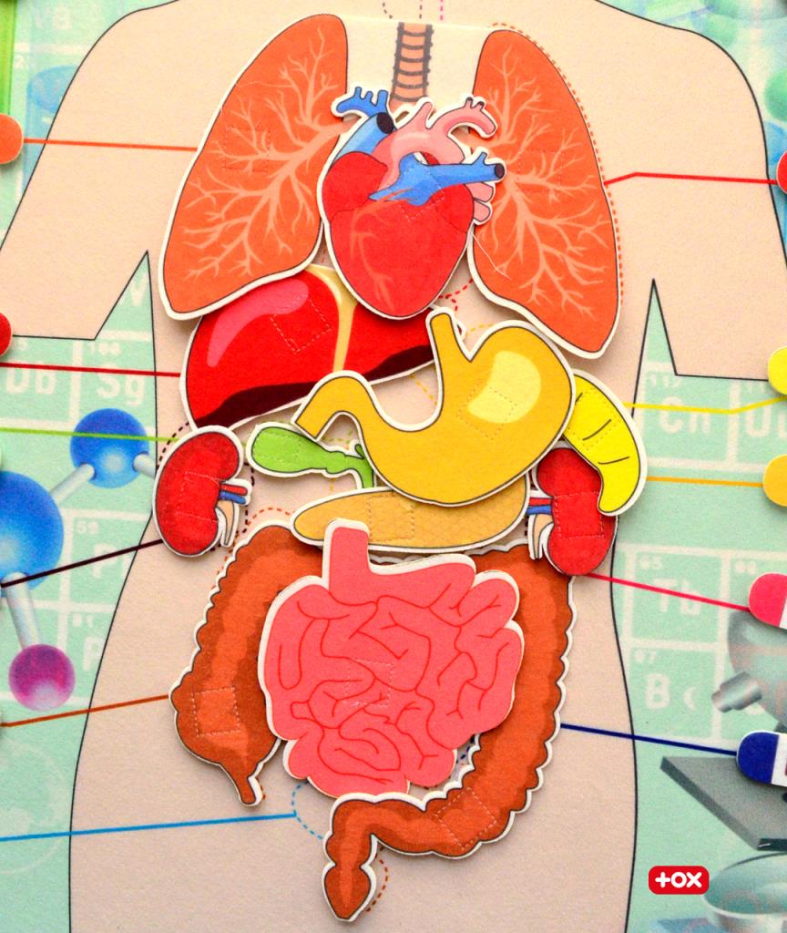 3 Sets -106 Pieces Internal Organs, Skeletal System and Calendar Learning Felt Velcro Wall Boards, Educational Toys