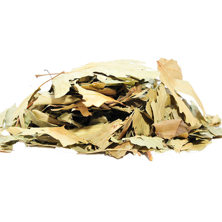 Sycamore Leaf 100 Gr Package