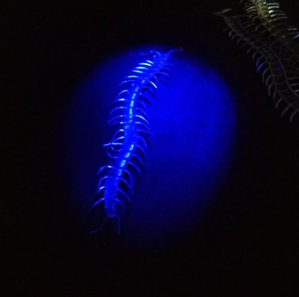 Transparent Color Glow-in-the-Dark Phosphorescent Centipede 13 cm 1 Piece