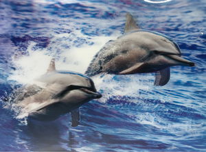 5D Diamond Coloring Cute Dolphins Double Dolphin Picture Painting 30x40 cm