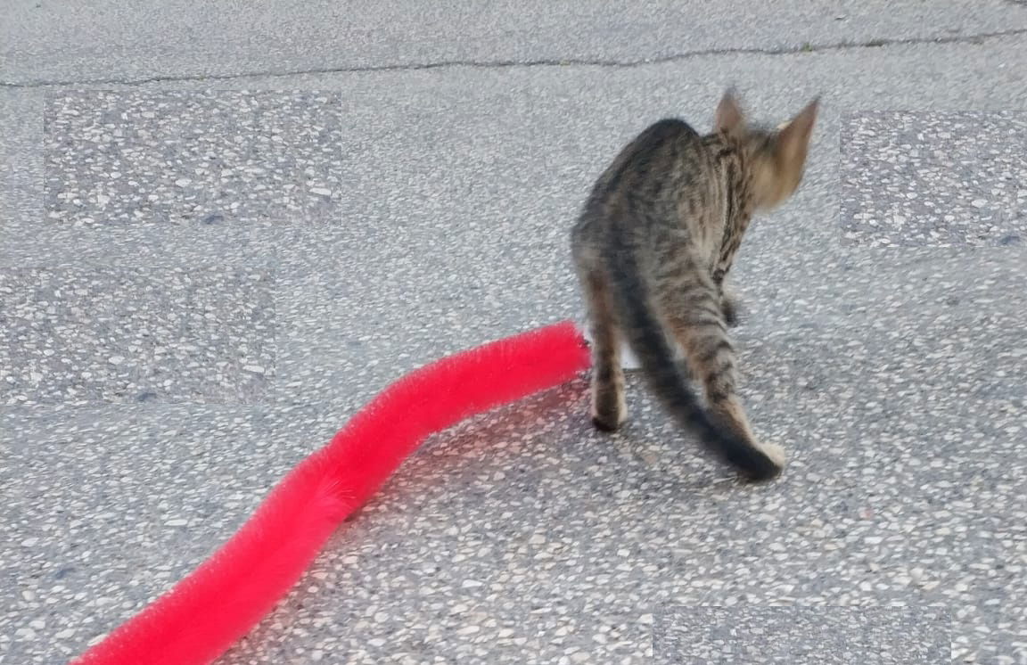 Cat Scratching Brush - Cat Toy