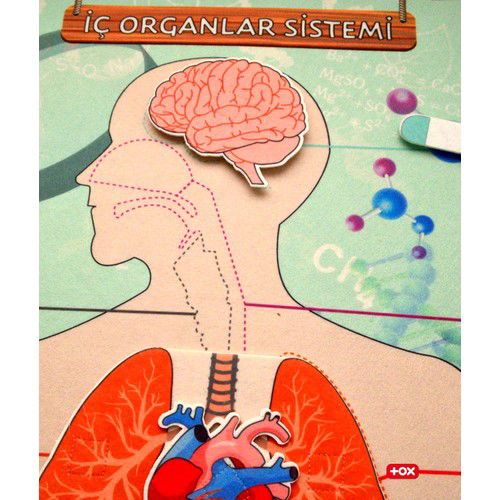 Internal Organs System Felt Wall Board , Educational Toy