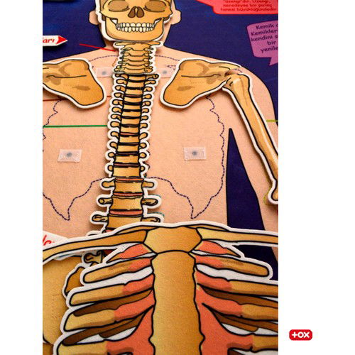 Skeleton System Felt Wall Board , Educational Toy