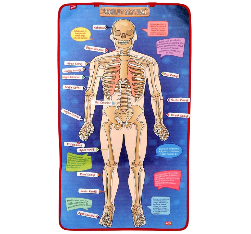 4 Sets of 127 Pieces Skeleton, Internal Organs System, Calendar and Learning Emotions Felt Velcro Wall Boards, Educational Toy