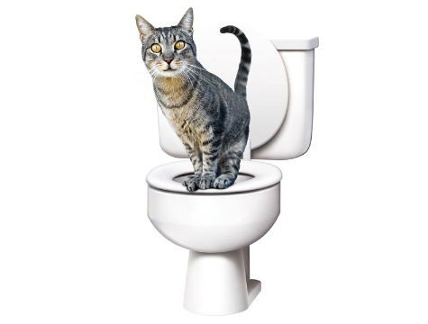 Cat Toilet Training Kit