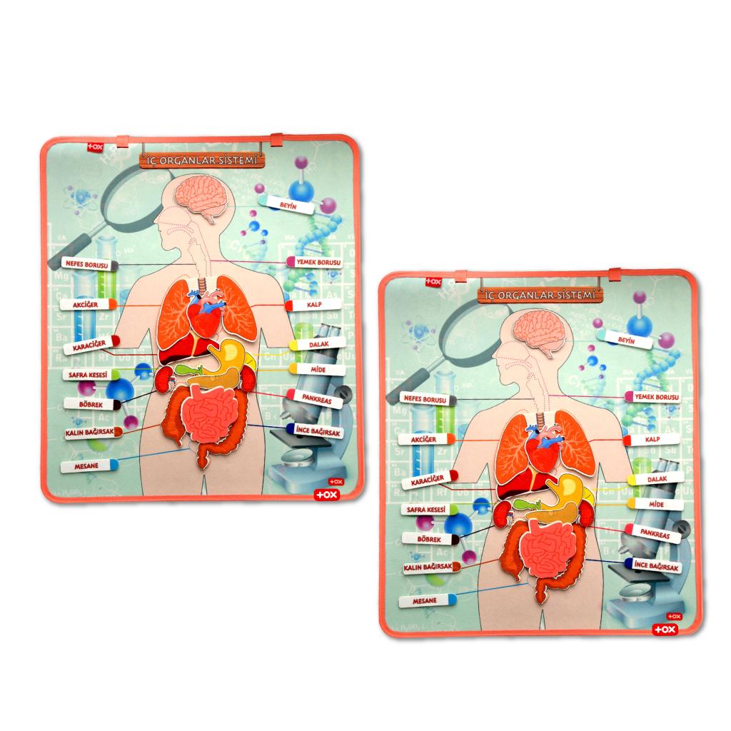 2 Sets - 52 Pieces Internal Organs System Felt Wall Boards , Educational Toy