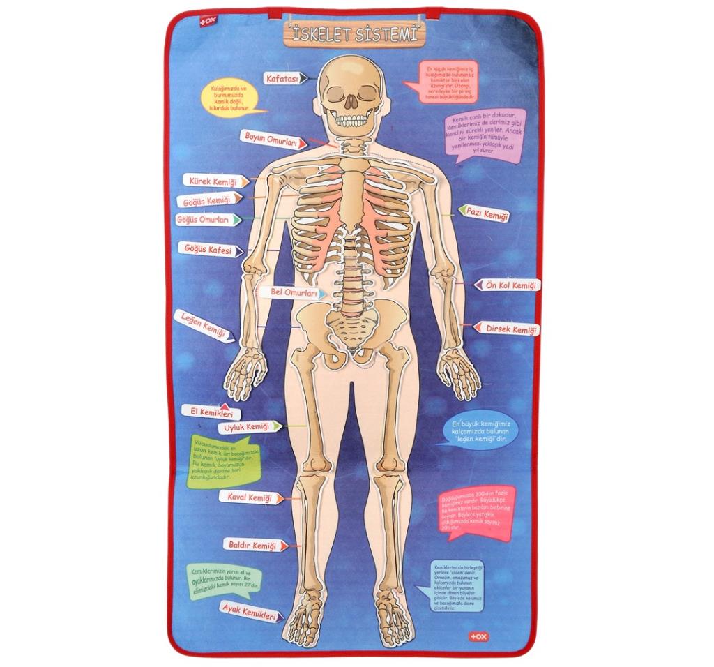 Skeleton System Felt Wall Board , Educational Toy