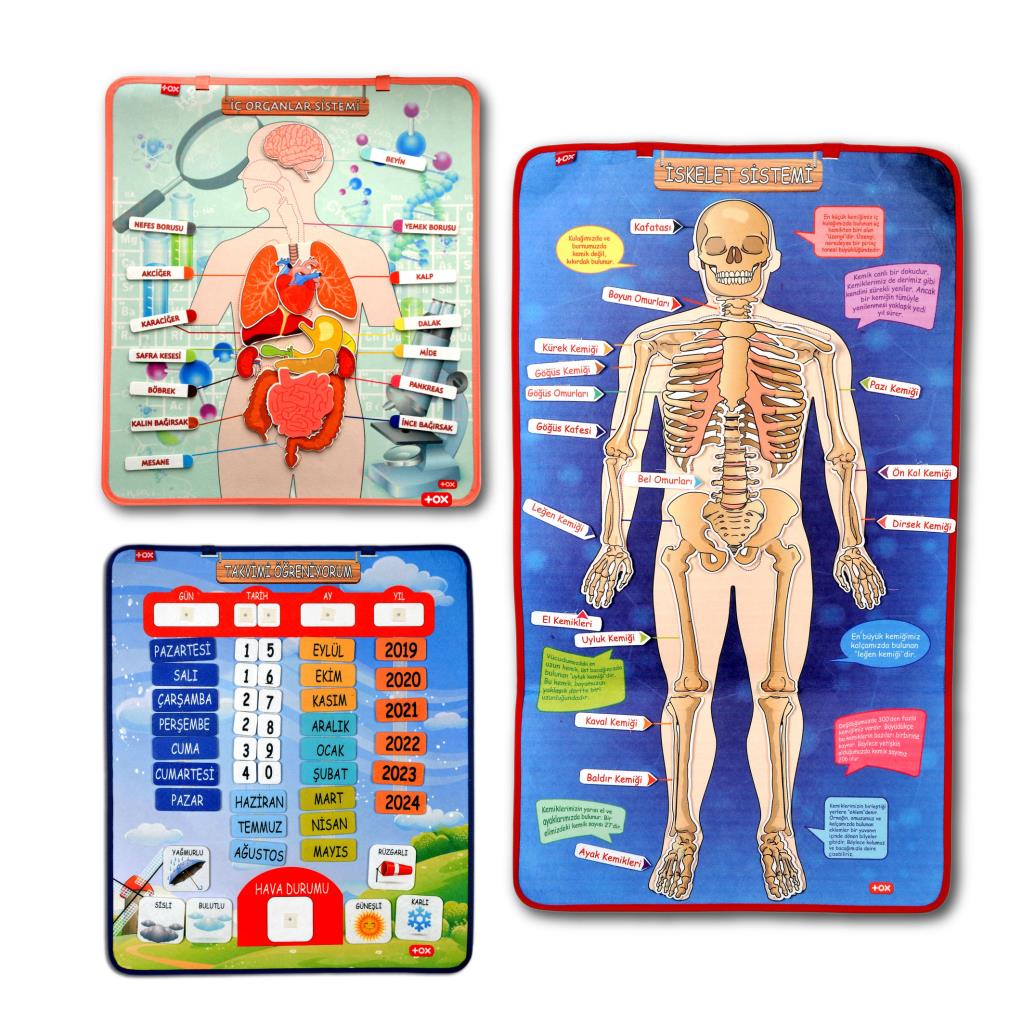 3 Sets -106 Pieces Internal Organs, Skeletal System and Calendar Learning Felt Velcro Wall Boards, Educational Toys