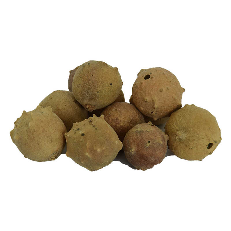 Thuja Fruit Cones Natural 100 Gr Package