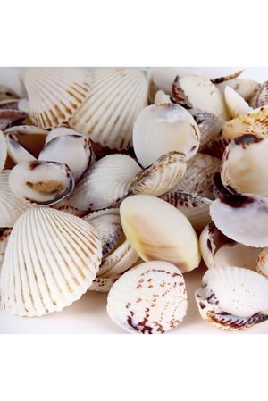 Sea Shell 200gr Mixed Sea Shells Decorative Vase Aquarium Decoration Terrarium Sea Shells