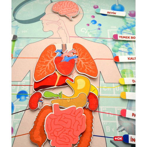 Internal Organs System Felt Wall Board , Educational Toy