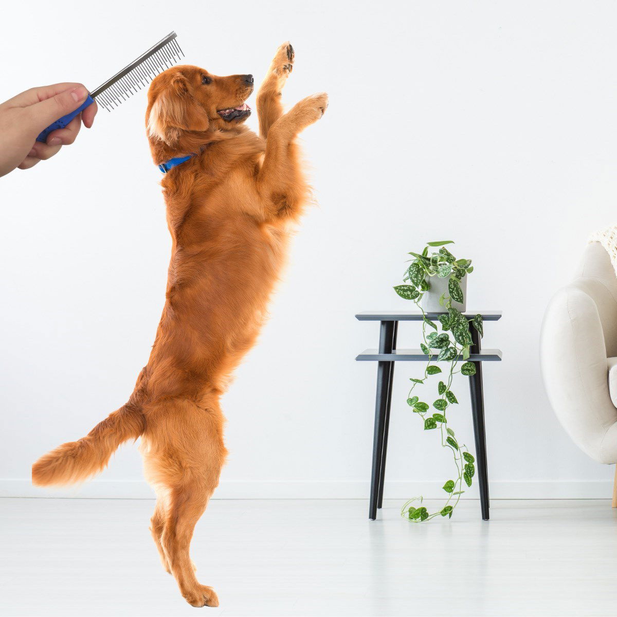 Metal Cat and Dog Comb