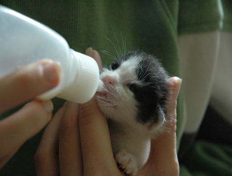 Pet Feeding Bottle Set for Kittens and Puppies