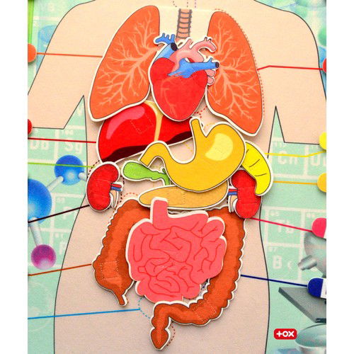 Internal Organs System Felt Wall Board , Educational Toy